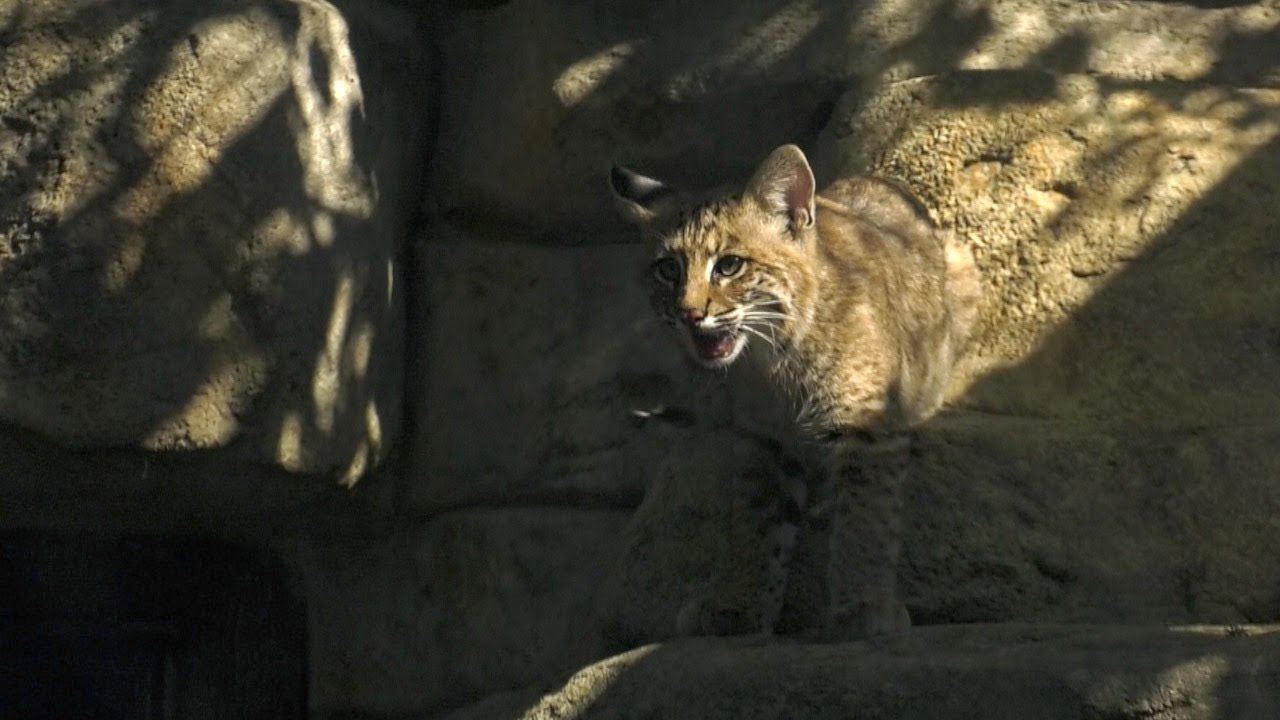 Riverside Students Help Unveil Name of Bobcat Kitten - YouTube