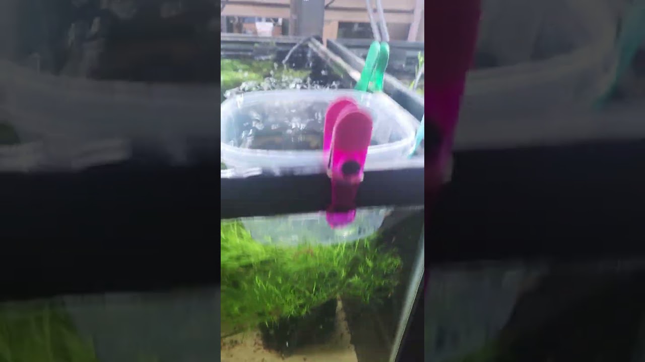 Emerald Green Catfish, Brochis splendens spawn! Green corydoras.