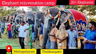 Thekkampatti Elephant Camp|More than 20 Elephants|Elephant Rejuvenation Camp in Tamil Nadu|#Elephant