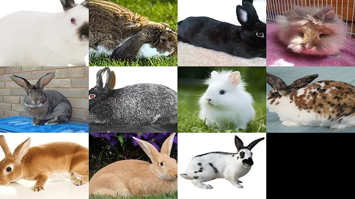 Top 10 Rabbit Breeds For Pets