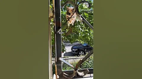 Video 11286321: cats catlover funny animals, cats love catlover, perfect cat, cat cute funny, cat lovers