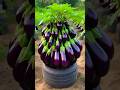 Easy To Harvest Eggplant With Unique Planting Skills! #shorts #satisfying #farming