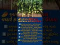 🥭આંબા માં કેરી નો ફાલ વધારે કરવા માટે સરળ ઉપાય