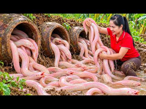 Catching Many Giant Eel Jars in an Secret Swamp & Selling at the Rural Market | Mountain Village