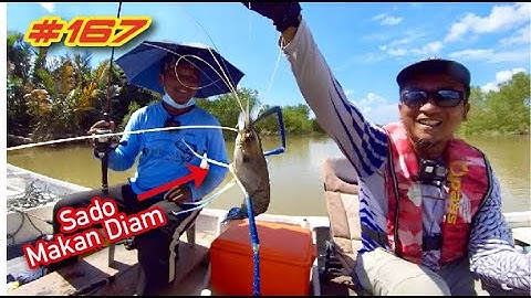 GASAKKKK!!! Trip Repeat Udang Galah Sungai Dulang Bersama Jom Randuk