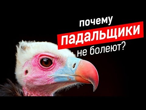 Вопрос: Почему птицы и звери, питающиеся падалью, не травятся?