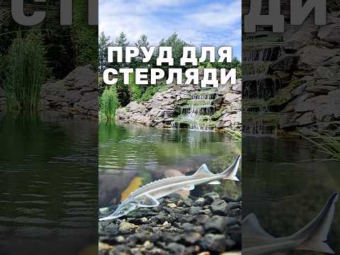 Создание уютного пруда