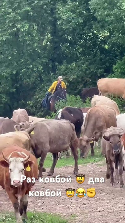 Был такой мультфильм ☝️Раз ковбой 🤠 два ковбой 🤠 😂 - YouTube