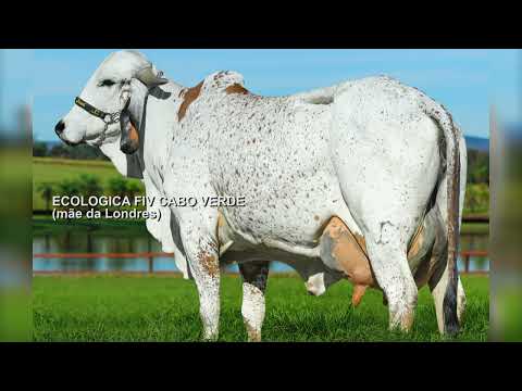 LOTE 39    LURDECA FIV CABO VERDE JCVL4635 E LONDRES FIV CABO VERDE JCVL4573