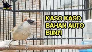 🔴 Kaso Kaso Betina Ampuh Pancing Bunyi