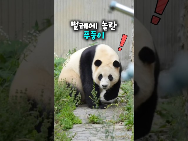 '산책 중, 작은 벌레에 놀란 푸둥이 