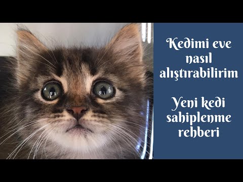 Video: Bir Yavru Kedi Bir Takma Isme Nasıl Alıştırılır
