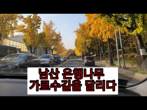 남산 <strong>은행나무</strong> 가로수길 드라이브!