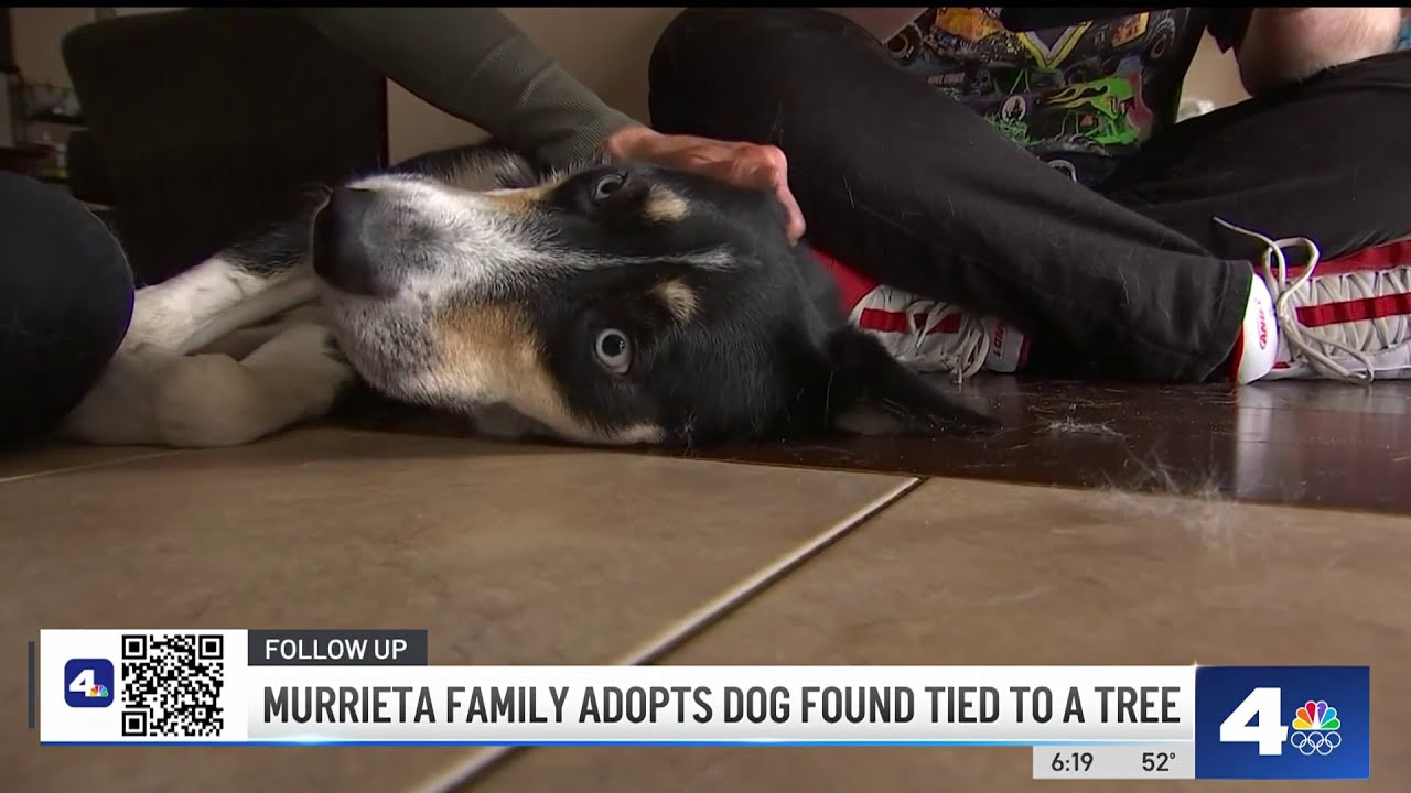 Abandoned dog in Orange County adopted by a Murrieta family YouTube