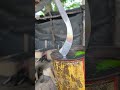 Hardening tapping knife #forgedfromiron #forgingknife #blacksmith #hardening #anvils