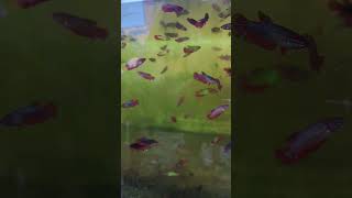 To many fish 🐠🐋🐟 #subscribemychannel #likeandsubscribe