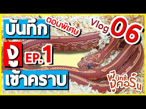 ฟีนิกซ์งูคอร์น Vlog06-Ep.1 : งู Corn Snake เข้าคราบครั้งแรก! l งูเข้าคราบเป็นไง? l บันทึกการเข้าคราบ