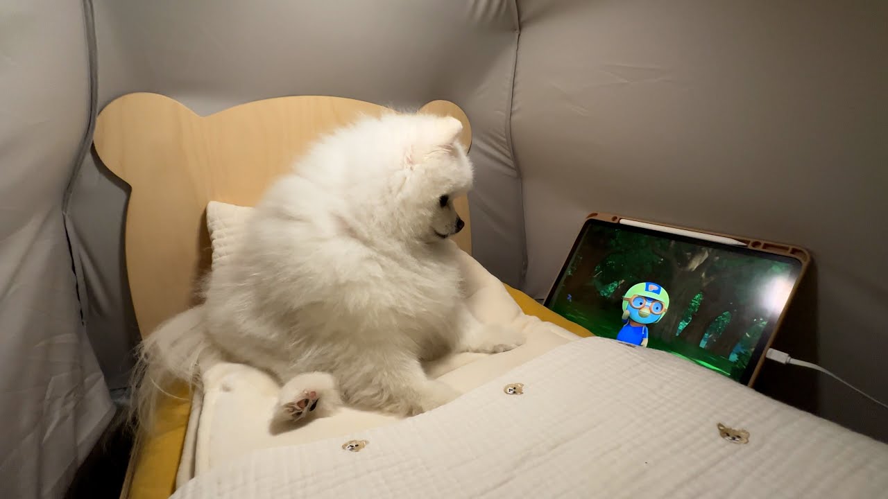 강아지 침대에 난방 텐트 설치해 줬더니 사람처럼 안에서 뒹굴거림ㅋㅋㅋ