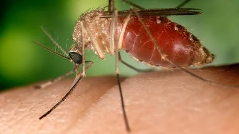 "Fight The Bite!" App Takes On West Nile Virus