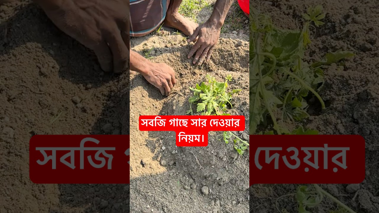 সবজি গাছে সার দেওয়ার নিয়ম।