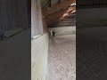 Poney à vendre - Grand Poneys club  - Vidéo 4 - equirodi.com