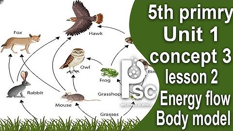 Science.Grade 5.unit 1.concept 3. Lesson 2. " Energy Flow Body Model "First term. 2024 الدرس الثاني