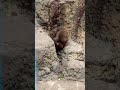 2026年4月24日|パンチくんのすごい遊びにみんなびっくり!可愛すぎる瞬間🐵✨