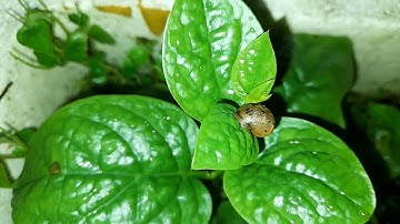 # 39 Công dụng, cách dùng đơn giản từ....ốc sên/Trang Hoà Vlogs