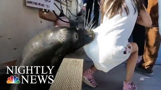 The father told cbc that his family was not feeding sea lion when it
dragged daughter underwater, but did confirm is being trea...