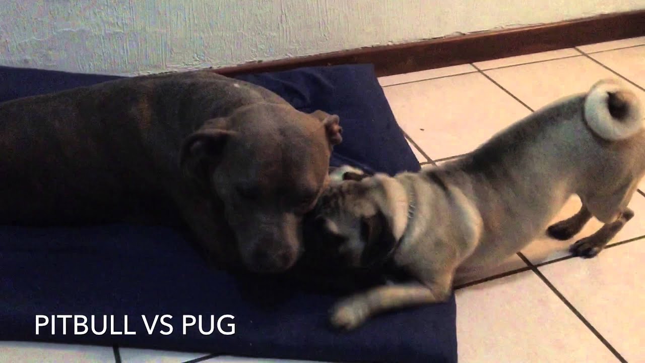 Pelea de un PitBull Vs Pug YouTube