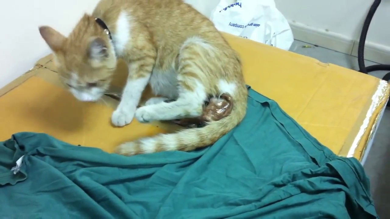 Pregnant Cat Give Birth 79