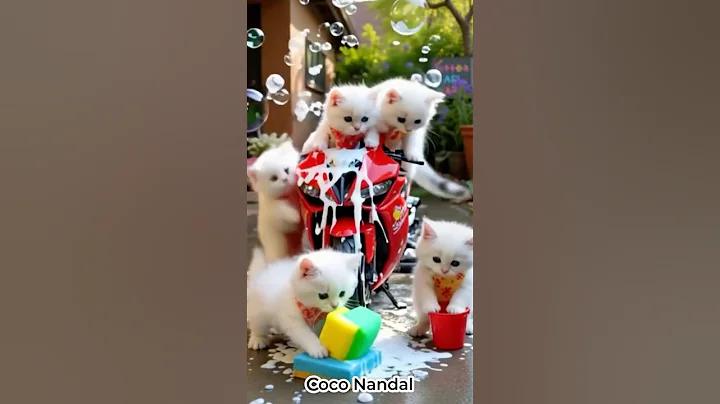 Video 8440721: kitten funny dance, kitten white blue eyes, white fluffy kitten, kitten washing, kitten cleaning
