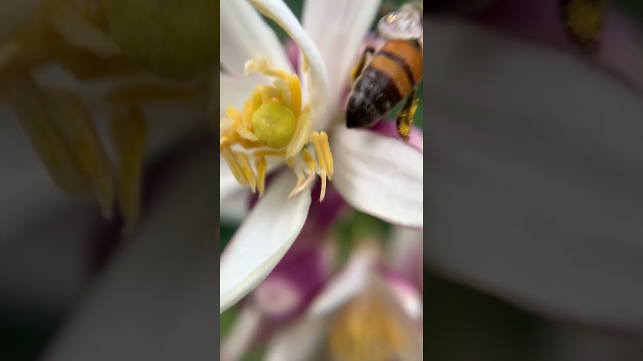 Bee and the lemon Tree 