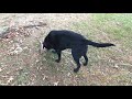 Charlottesville Dog Training - Sully, black lab training at the park Charlottesville Dog Training - Sully, black lab training at the park