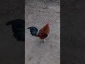 Rooster Crowing Shorts Nature Lover