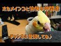 オカメインコと愉快な仲間達　オレンジチークのきなこちゃん