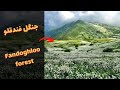 Fandoghloo Forest Nature Relaxation Film Nature Sounds Of Jungle Rainforest جنگل بکر فندقلو 