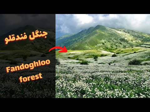 Fandoghloo Forest Nature Relaxation Film Nature Sounds Of Jungle Rainforest جنگل بکر فندقلو