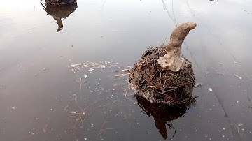Cara mudah masang alat pikat burung belibis