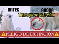 ⚠️TIENES QUE VER ESTE VIDEO⚠️OSOS POLARES EN PELIGRO‼️ #TENDENCIA #OsoPolares #SalvemosAlPlaneta