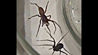 WoodLouse Hunter Vs. Brown Recluse (shout out to ThatInsectDude 01))