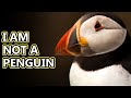 Puffin facts: smaller than you think | Animal Fact Files