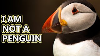 Puffin facts: smaller than you think | Animal Fact Files