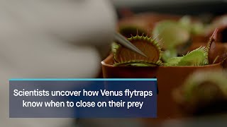 Scientists uncover how Venus flytraps know when to close on their prey