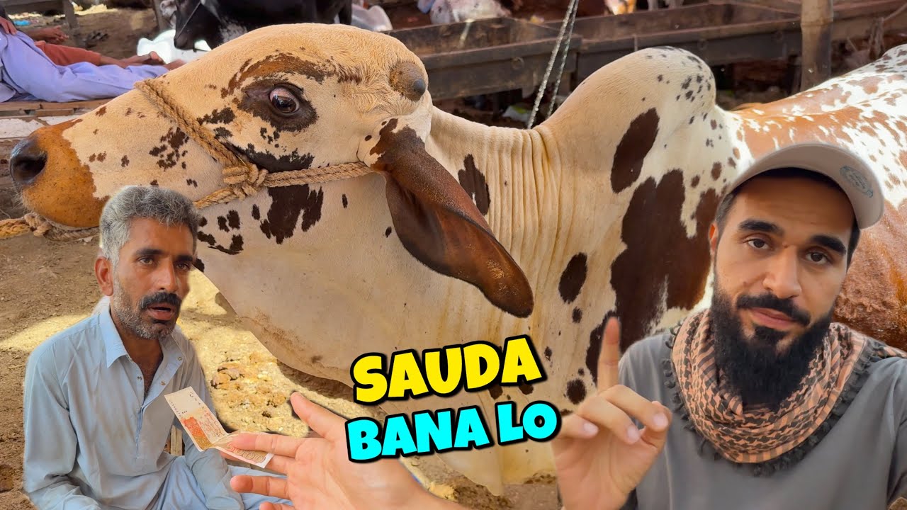 Boht pyara janwar hai lekin sauda mushkil hogaya hai aaj 🐂