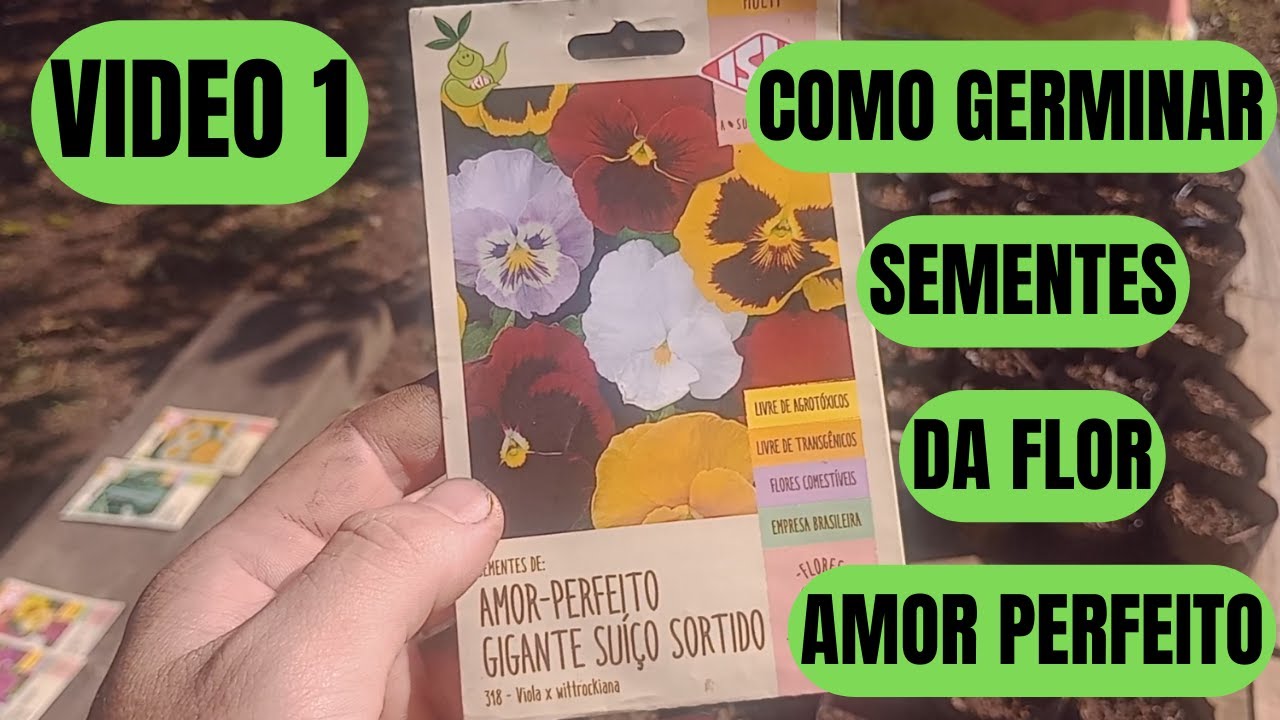 Como Plantar Flor Amor Perfeito