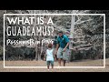 What is a GAUDEAMUS? Passionists in PNG