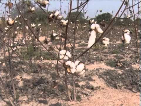 Vidéo: L'application D'acides Aminés Améliore La Teneur En Protéines Insecticides Des Fleurs Dans Le Coton Bt