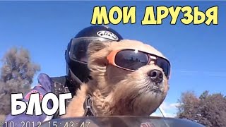 БЛОГ: МОИ ДРУЗЬЯ,  собаки, байкер, катаюсь на мотоцикле:)