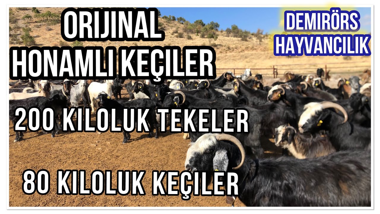500 BAŞ HONAMLI KEÇİ - HONAMLI YÖRÜKLERİNDEN ÖMER DEMİRÖRS’ün ORJİNAL HONAMLI KEÇİLERİ